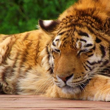 green, tiger, resting