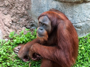 green, orangutan, Rocks