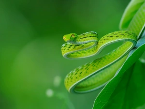 Green, Snake