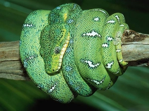 Green, Snake