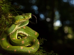 Green, Snake