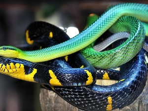 snakes, navy, Yellow, Green