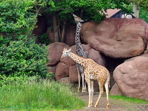 green, giraffe, Stones