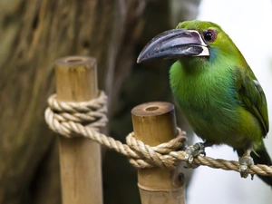 Green, Toucan