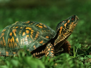 Green, grass, turtle