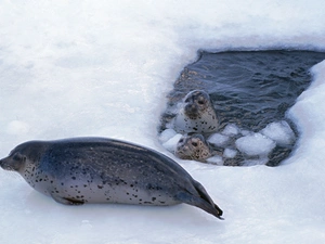 seals, floe, Ice, Grey