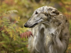 dog, russian, Borzoi, greyhound