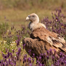 Bird, Meadow, Flowers, griffon