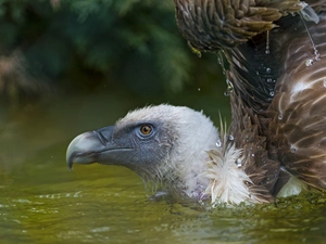griffon, water