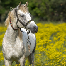 Horse, bridle, Meadow, grizzle