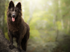 dog, Belgian Shepherd Groenendael