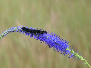 caterpillar, Grub, Colourfull Flowers, Peacock