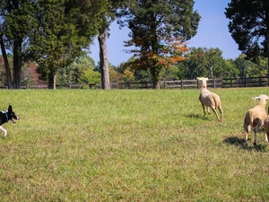 farm, Guarding, Sheep, Border Collie