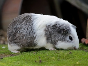 guinea pig, grass