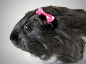 guinea pig, Loop