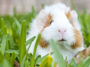 guinea pig, maritime
