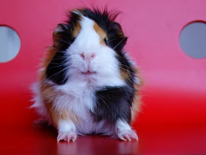 guinea pig