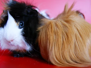 guinea pig