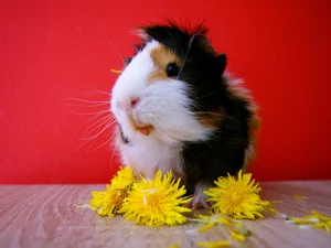 guinea pig, puffball