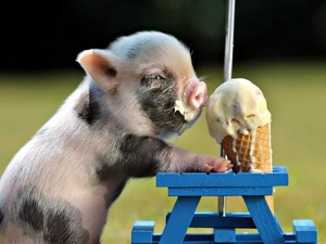 Icecream, Funny, small, guinea pig, Sweet