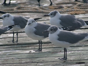 gulls