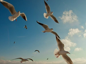 gulls, Sky, clouds