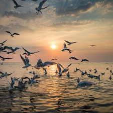 Great Sunsets, sea, gulls