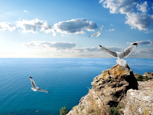 gulls, sea, rocks