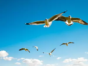 gulls, birds, Sky