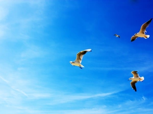 gulls, Sky, soaring