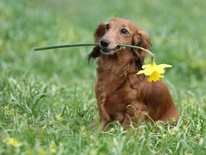 dog, jonquil, long-haired Dachshund, Laka