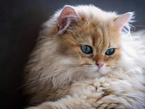 Eyes, British Long-haired Cat, green ones