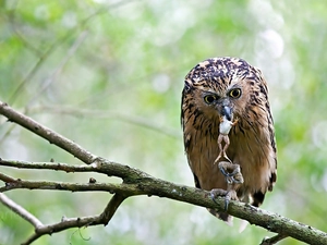 branch, hairy, strange frog, owl