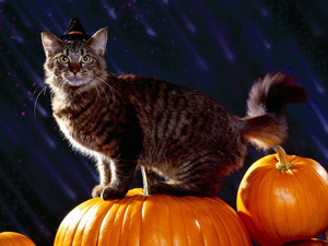 halloween, cat, pumpkin