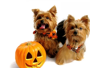 Two cars, pumpkin, halloween, Yorkshire Terriery