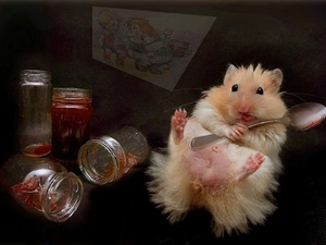 hamster, jam, fed