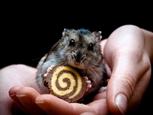 hamster, hand