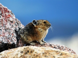 hamster, Rocks