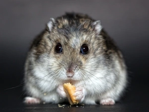 hamster