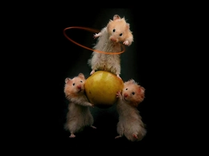 Hamsters, Acrobats