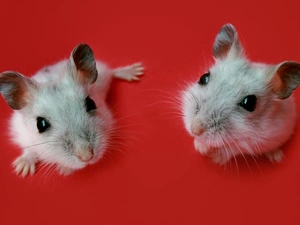 Hamsters