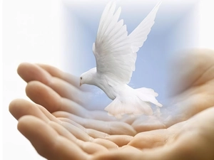 hand, small, dove