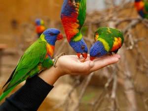 food, lorikeets Mountain, hand