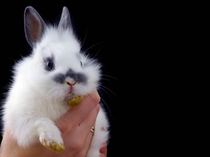 hand, White, Rabbit