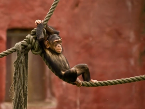 chimpanzee, an, rope, Hanging