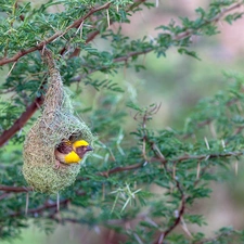 Bird, hanging, nest, weaver gilt