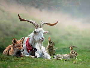 hare, Fox, goat