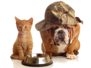 dog, cat, bowl, Hat