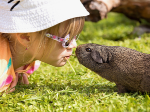 guinea pig, grass, Hat, Glasses, girl