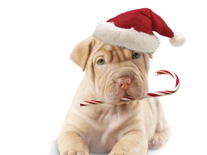 dog, Hat, Nicholas, Shar Pei